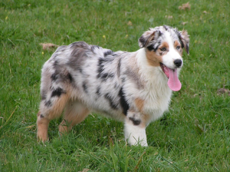 Eclipse du domaine de la chouannerie
