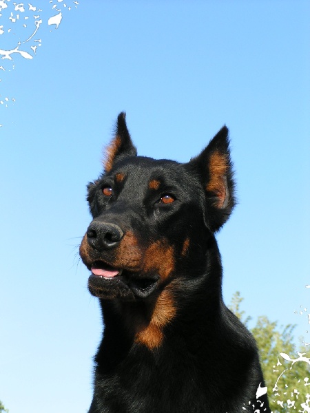 photos de Tzarina